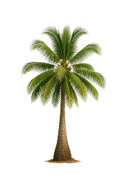 Tropical Splash