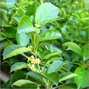 Wilde Yam